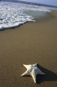 Solitude represented by Starfish