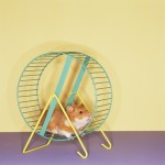 Ways to reduce stress shown by hamster running in a spinning wheel